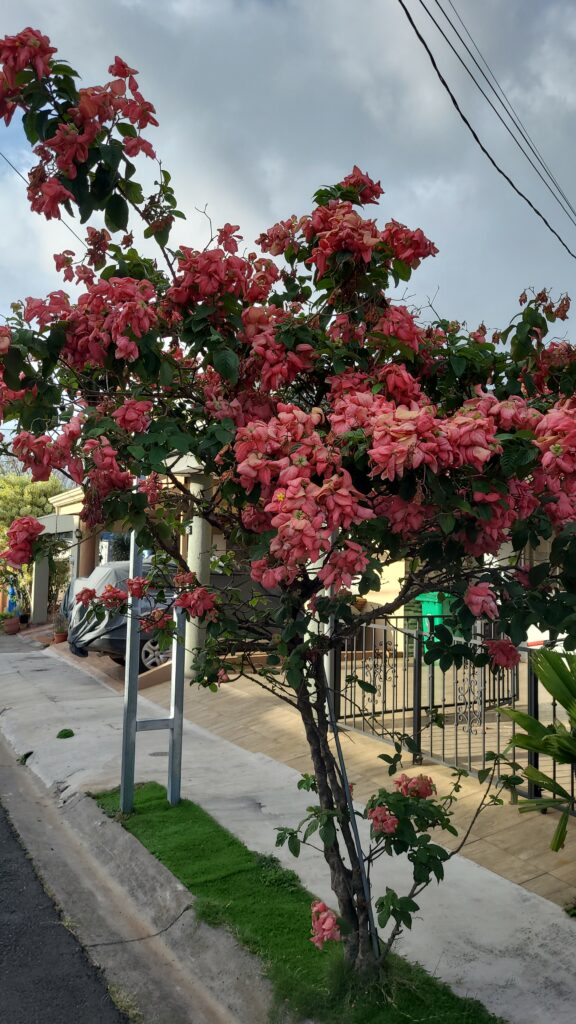 Small tree covered in pink flowers