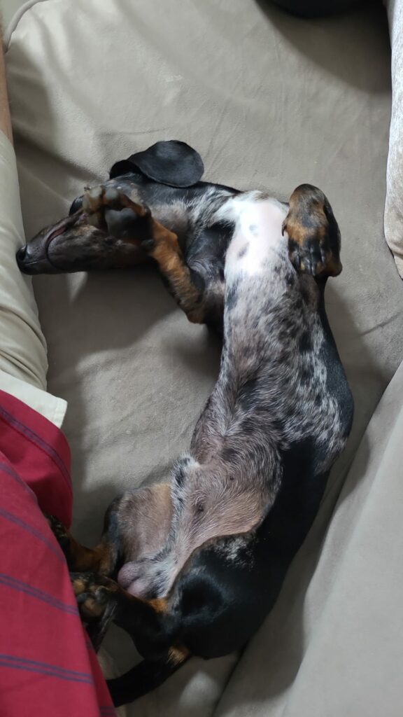 Sanji the black and grey mini dachshund sleeping upside-down, baring all the world. 